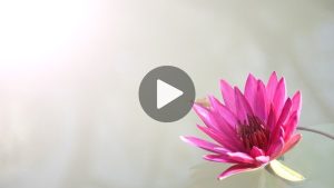 Daniela Hoff- Meditation - transformation- healing - opening